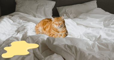 Why Is My Cat Peeing on the Bed? (And What You Can Do About It) Why Is My Cat Peeing on the Bed? (And What You Can Do About It)