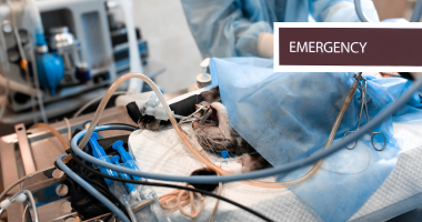 Cost of Pet Emergencies in Singapore | Vet Fees & Tips (Part 2)