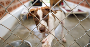 Thinking of Adopting a Pet in Singapore? Here’s What to Know First