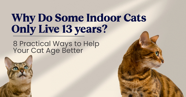 Why Do Some Indoor Cats Only Live 13 Years? 8 Practical Ways to Help Your Cat Age Better