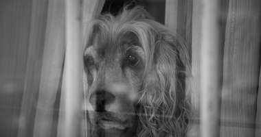 Separation Anxiety in Dogs: Why Your Dog Panics When You Leave