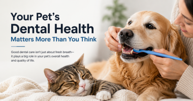Your Pet’s Dental Health Matters More Than You Think