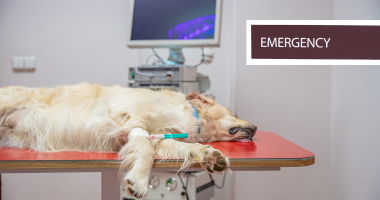 Cost of Pet Emergencies in Singapore | Vet Fees & Tips (Part 1) Cost of Pet Emergencies in Singapore | Vet Fees & Tips (Part 1)